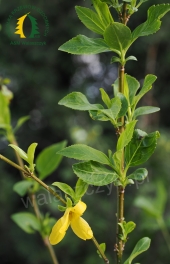 Forsythia x intermedia WEEK-END 'Courtalyn'